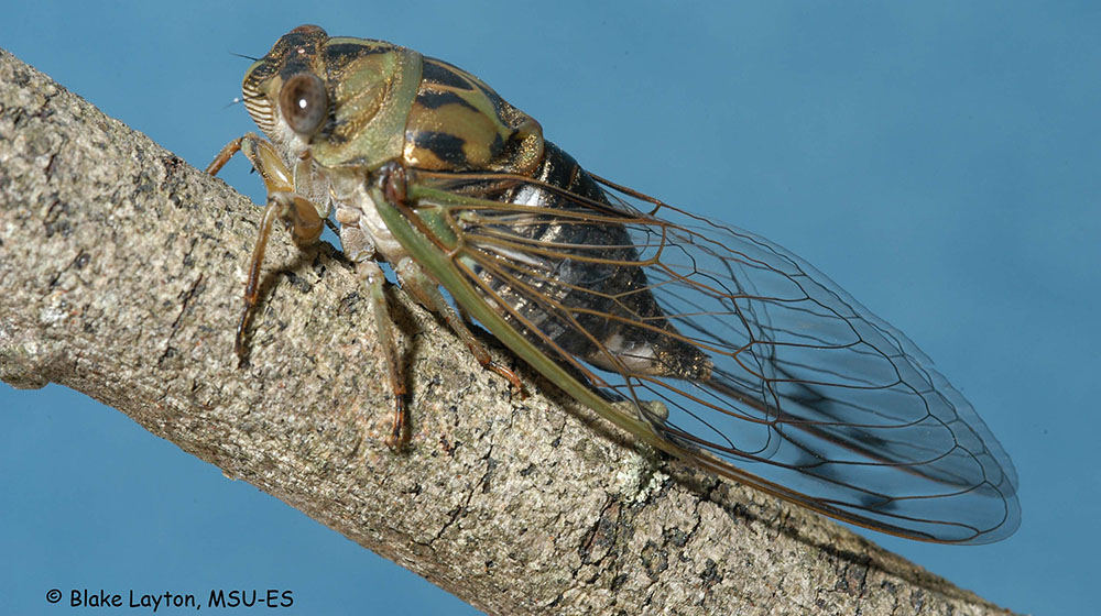 a cicada on a limb.