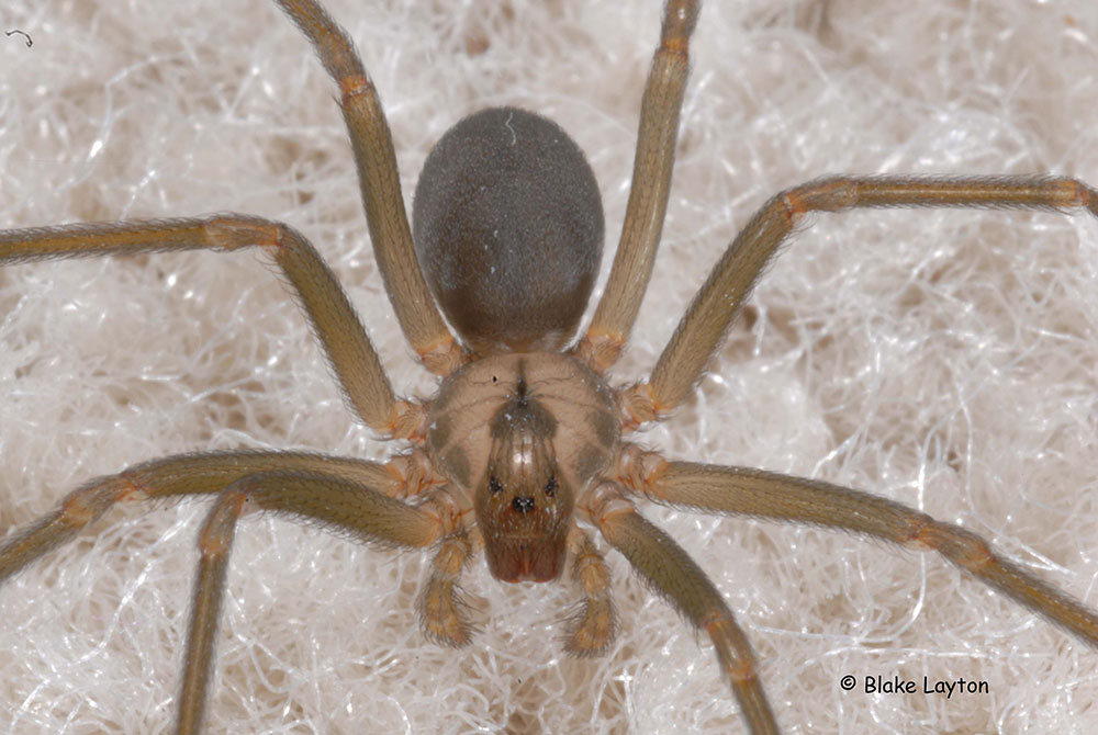close-up of spider on carpet
