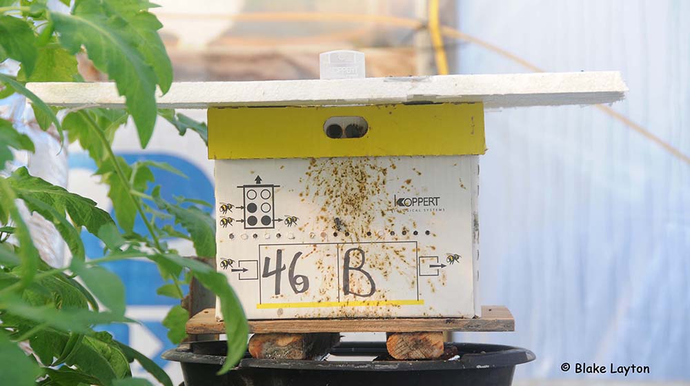 cardboard box bumble bee hive