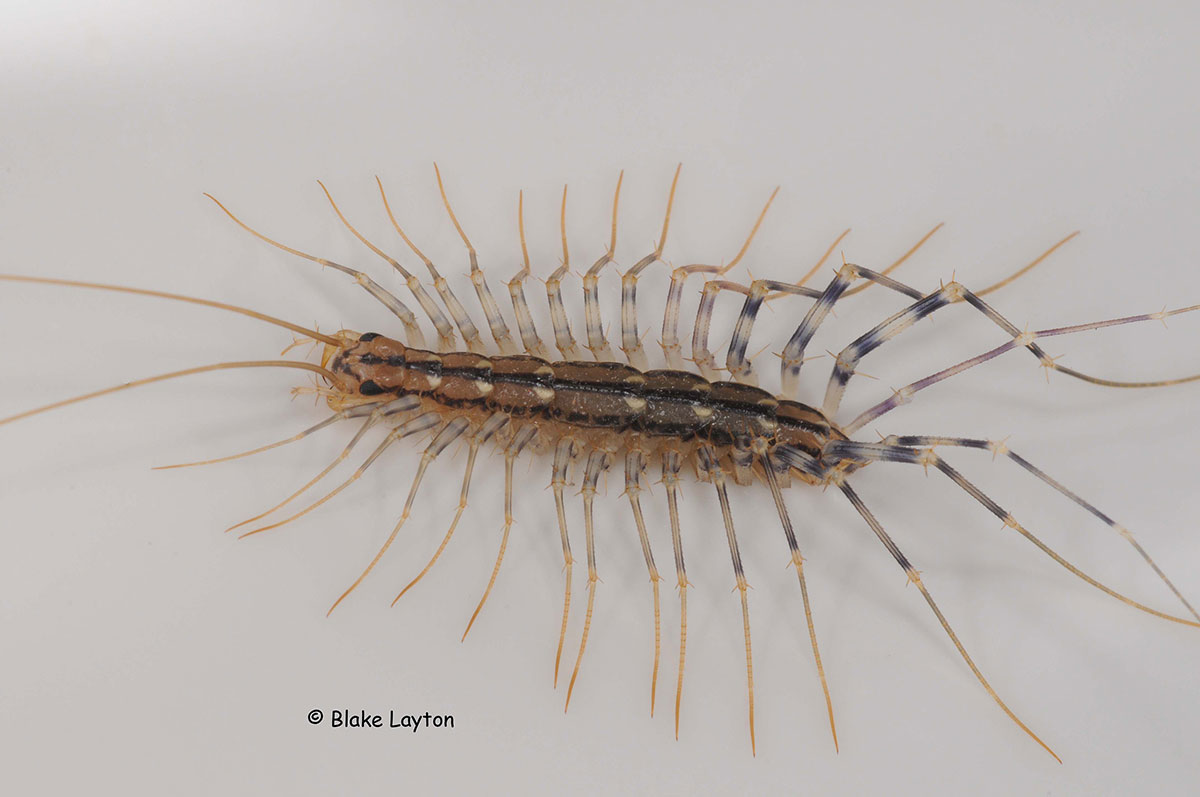 house centipede larva