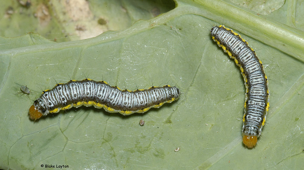 cross-striped cabbageworms on a leaf of cabbage.