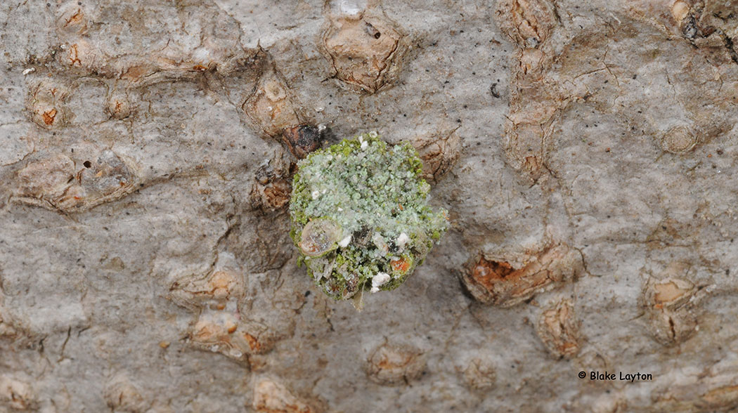  a debris-carrying lacewing larva.