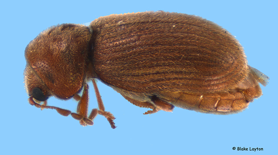 close-up of a drugstore beetle adult.