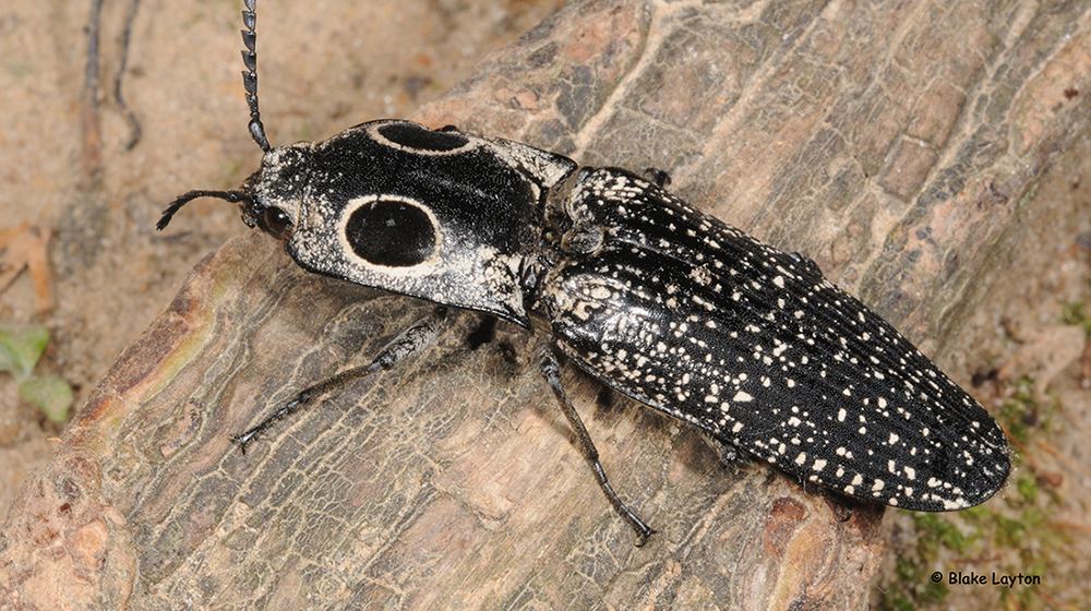 An image of an eyed click beetle. This beetle appears to have two large eyes on the back of the thorax.