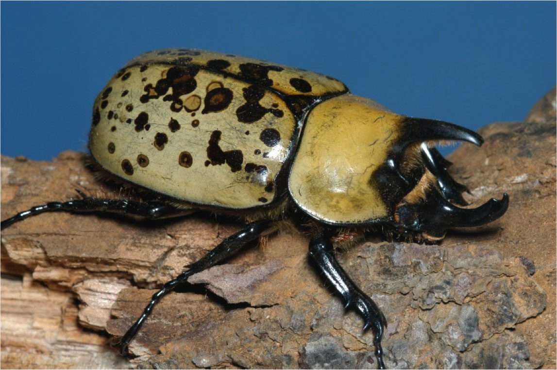 large beetle with horn-like projections on head and thorax