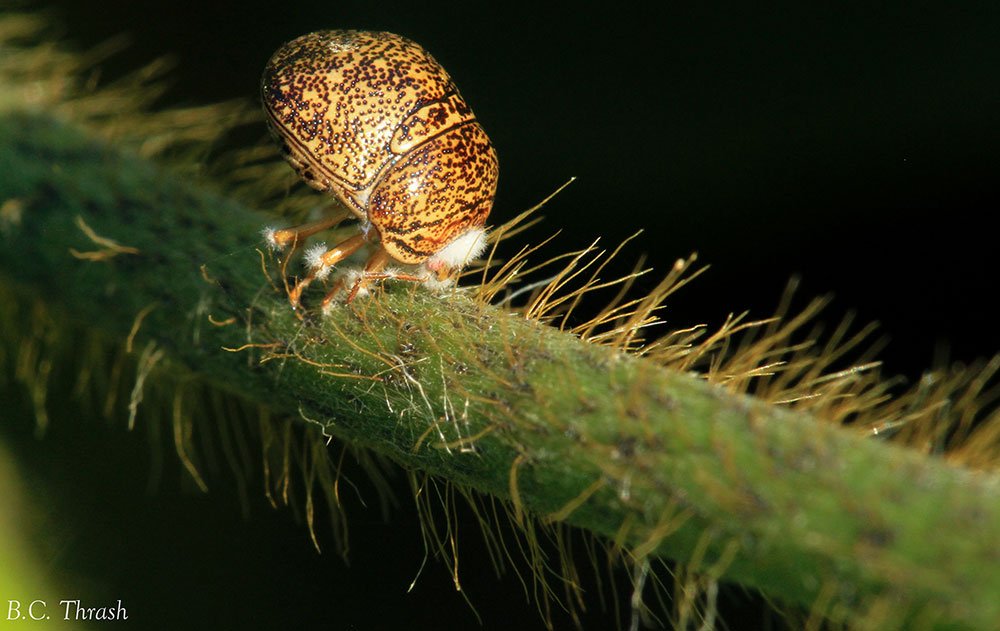 a Beauvaria infected kudzu bug. It has a fuzzy white growth behind the head and on the legs.