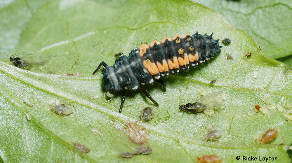 Asian Lady Beetles, Extension