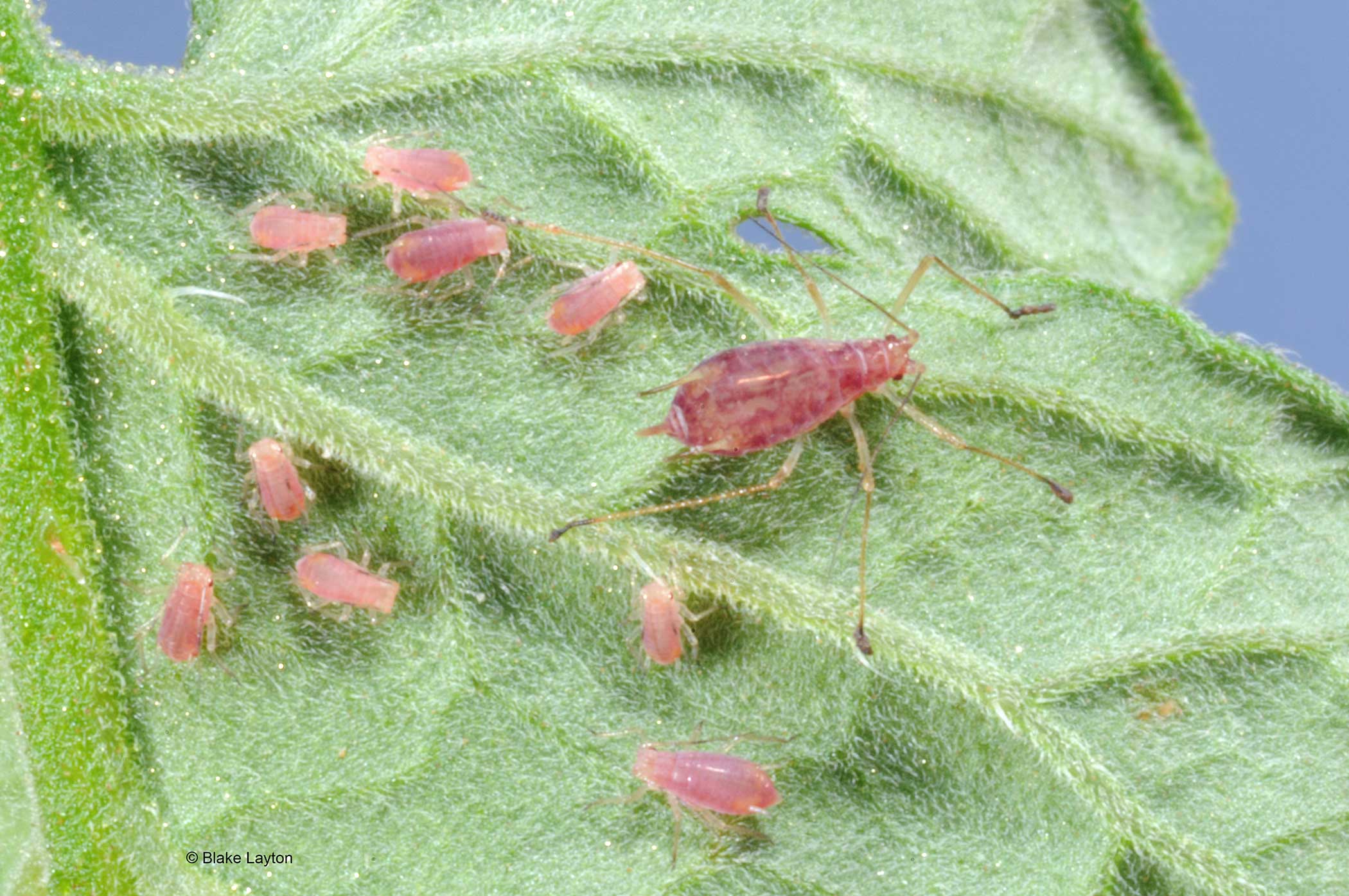 Insect Pests of Houseplants  Mississippi State University Extension Service