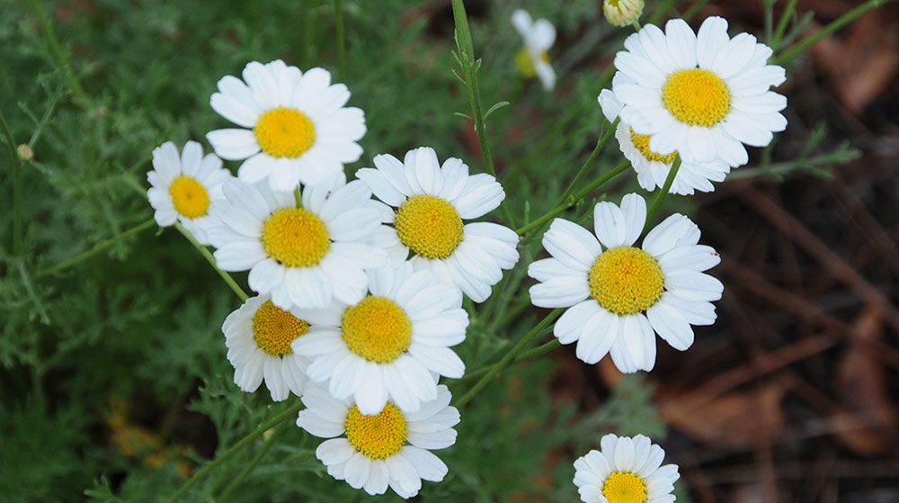 small white flowers with yellow centers