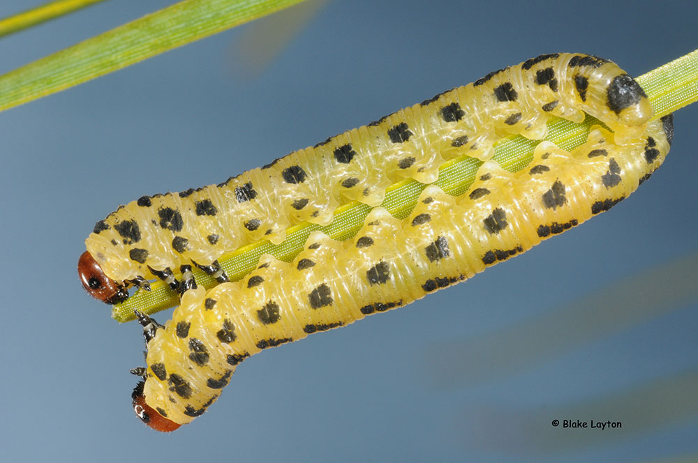 two caterpillar-like larvae on pine needles