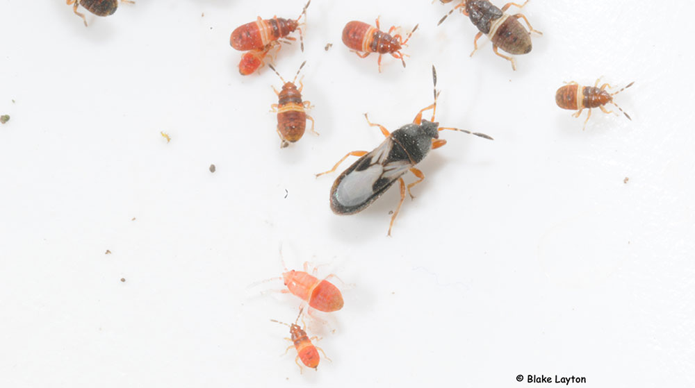 This photo shows a single adult chinch bug (about 1/8 to 3/16 inch long) a couple of dark-colored older nymphs, and several of the younger, red-colored nymphs. 