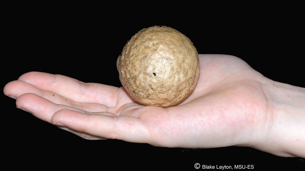 a tan ball-shaped gall held in a human hand