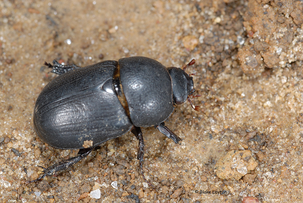 a black beetle crawling over the soil 