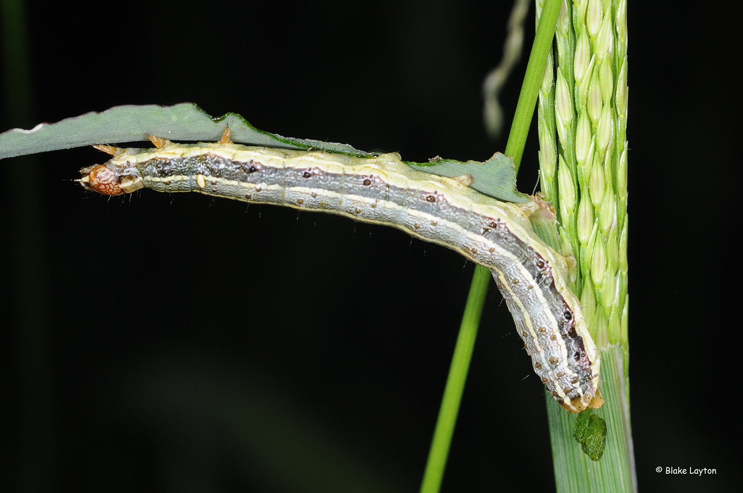 A fall armyworm on a green stalk.