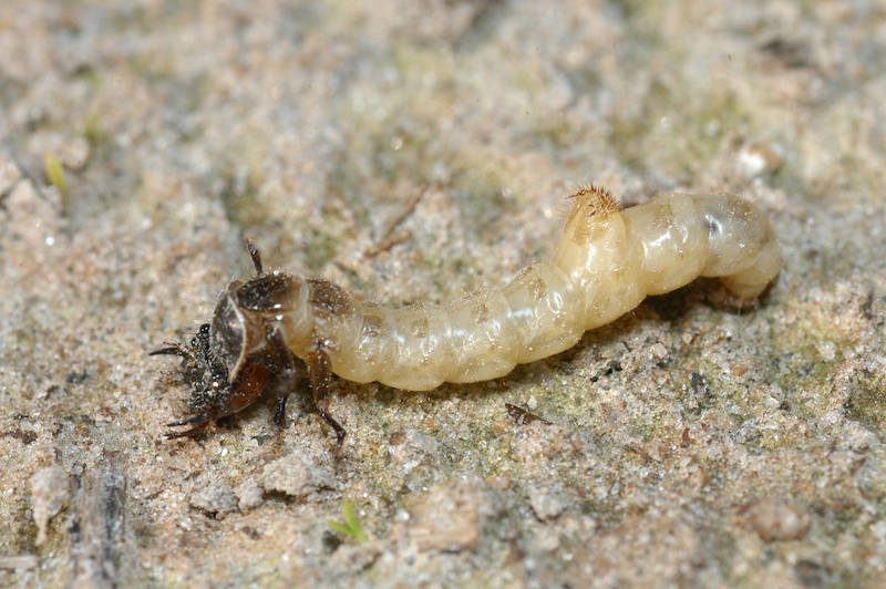 A dirty white larva with a large head and mandibles and two hook-like structures on its back.