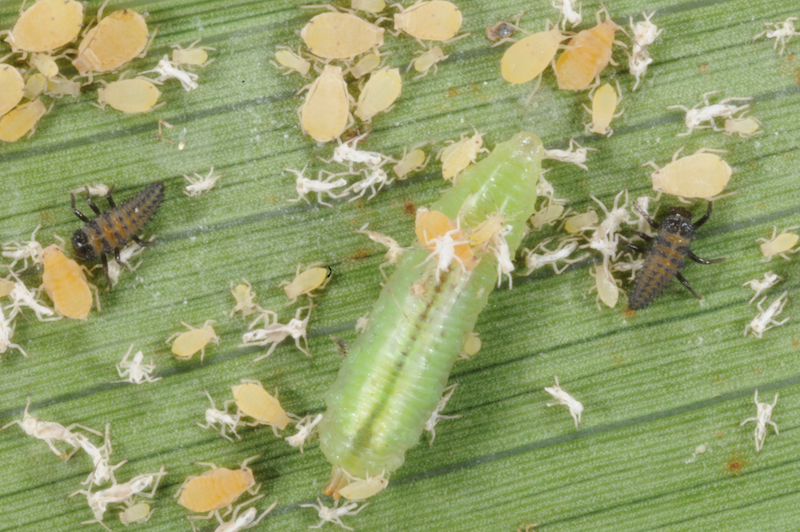 A green larva surrounded by aphids.