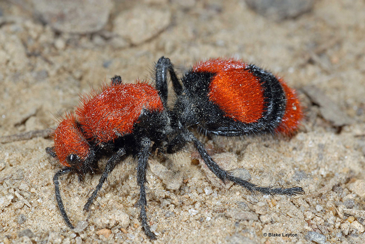 Red and white ant covered in short hairs.