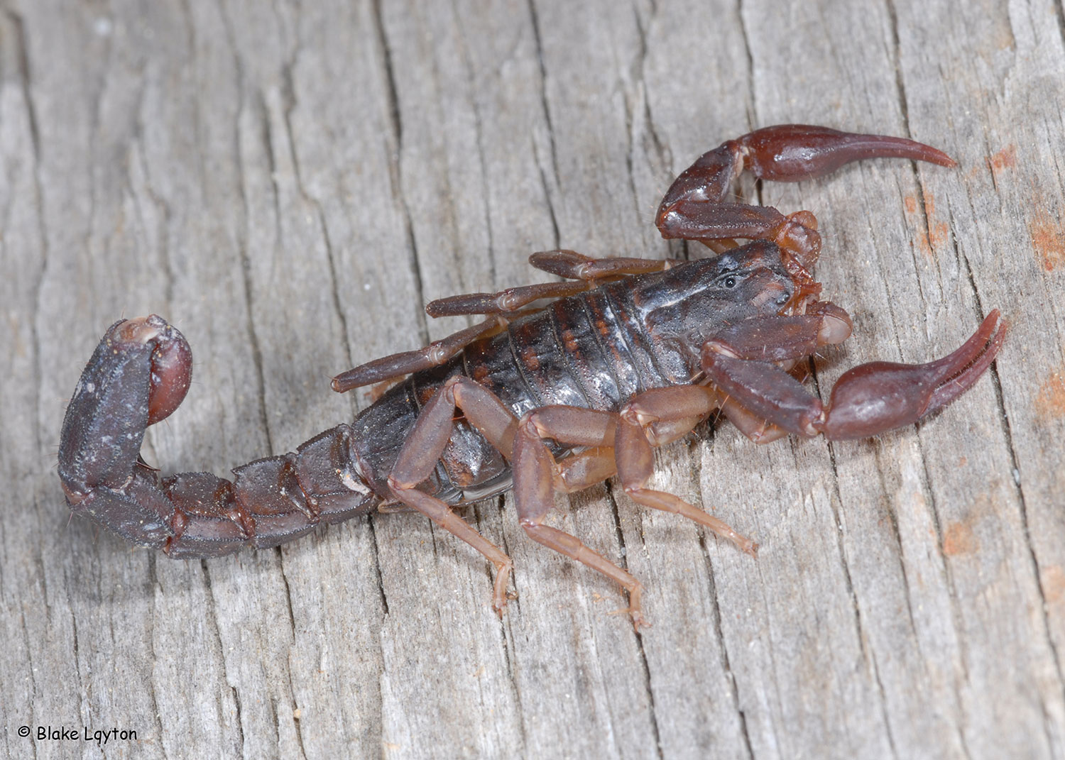 A Southern Devil Scorpion on a plank of wood.
