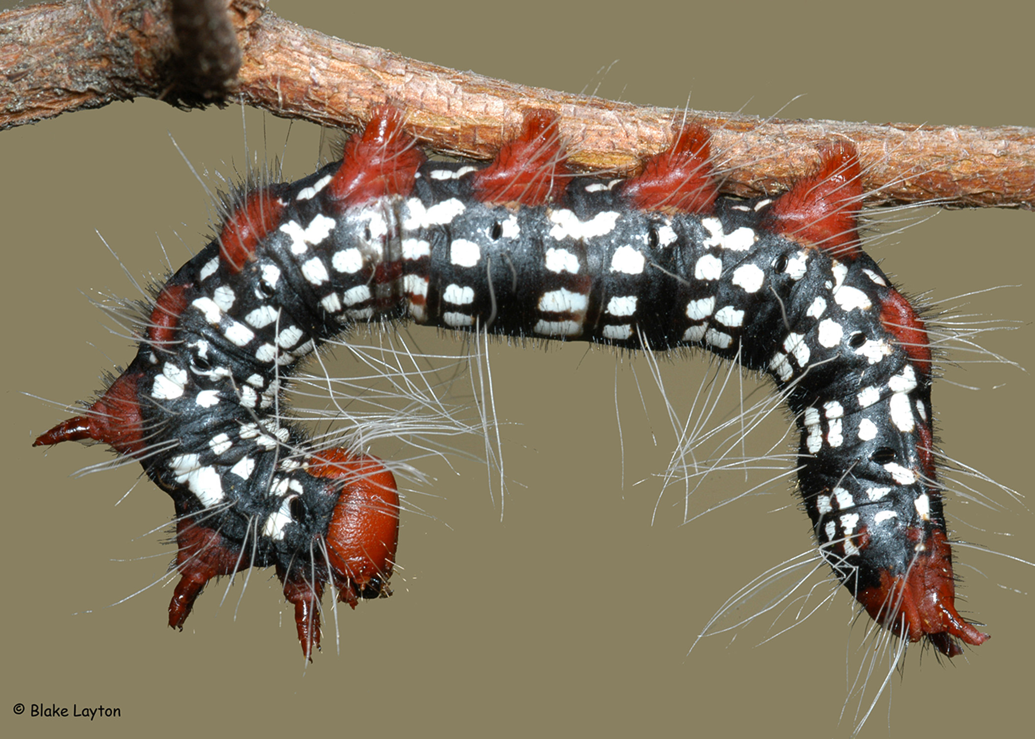 This azalea leaf caterpillar has black, white, and red markings.
