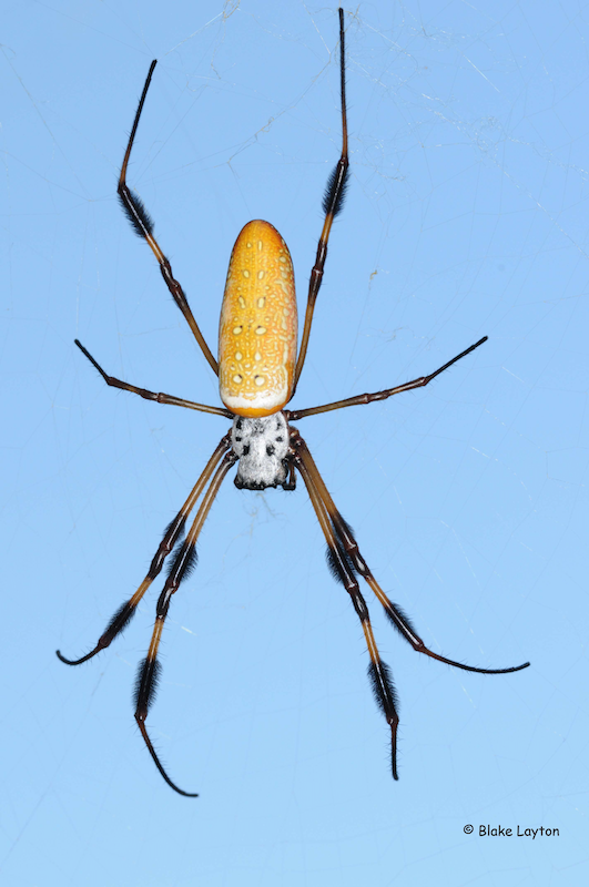 A large, colorful spider with hairy legs.