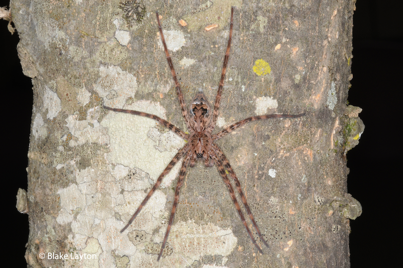 A large spider resting on a tree trunk.