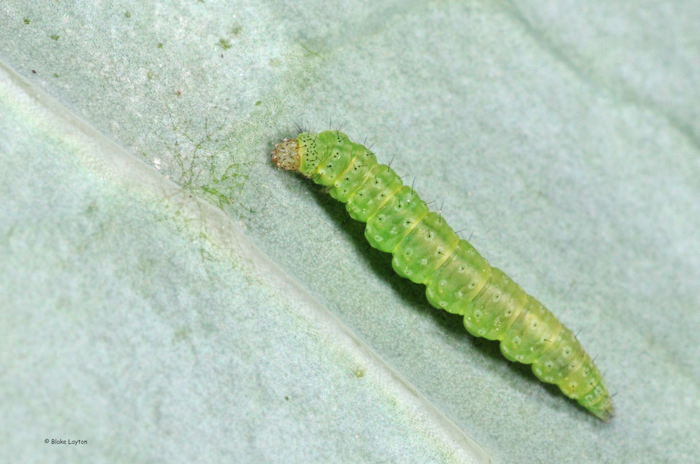 Closeup of a small, green caterpillar.