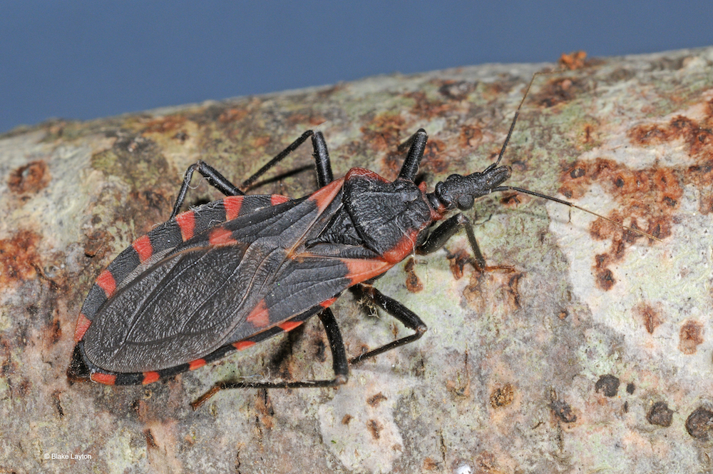 Closeup of a large black and orange bug.