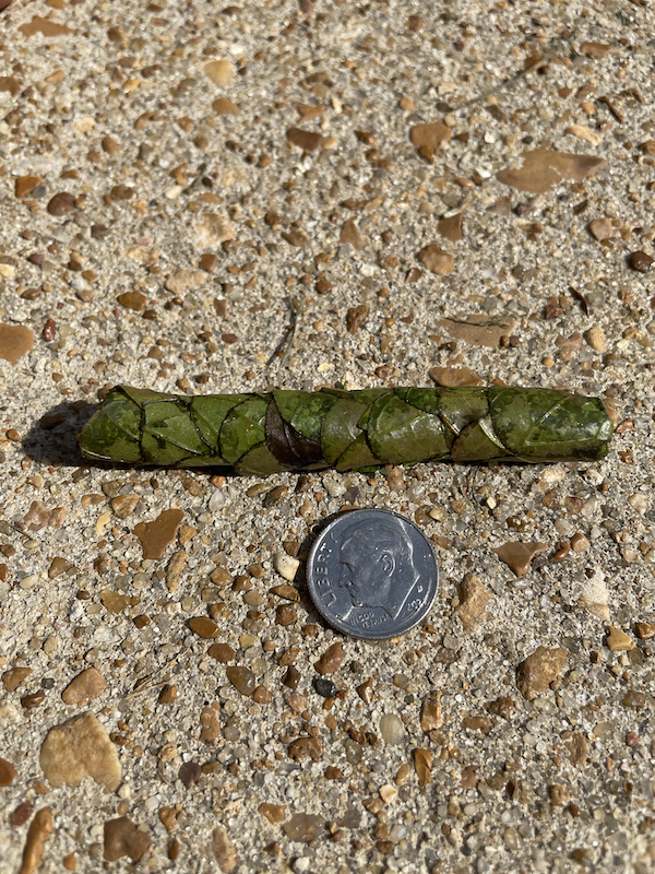 An elongated, cigar-shaped roll of leaves.