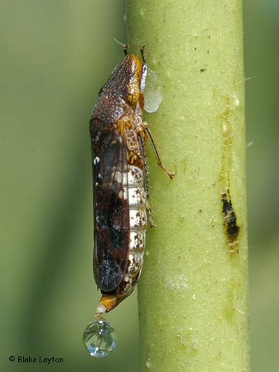 A large leafhopper feeding on a plant stem and excreting a large droplet of liquid.