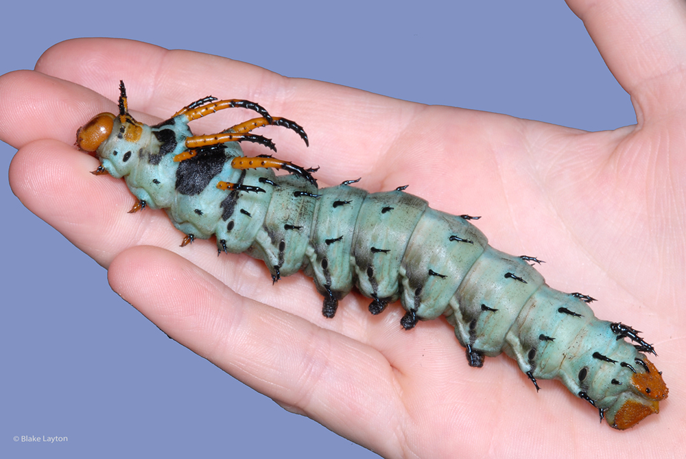 A large blue-green caterpillar with orange horns on its back being held in someone's hand.