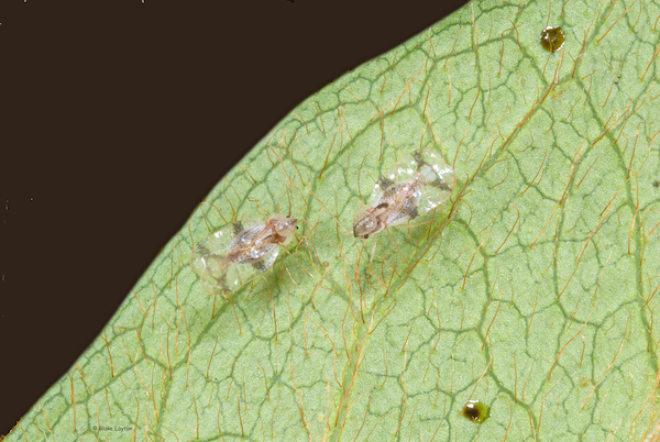 Two white, translucent, small bugs on a green leaf.