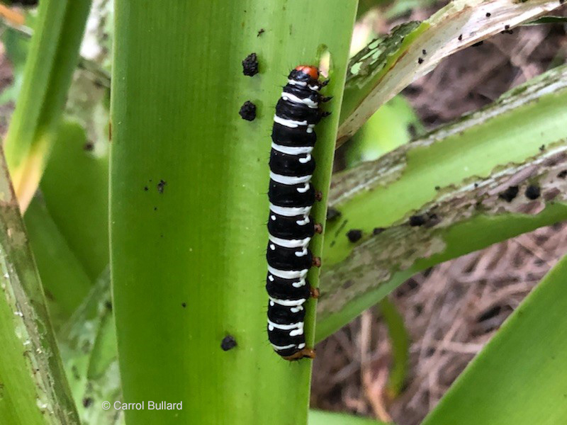 a large black and white caterpillar on a lily leaf