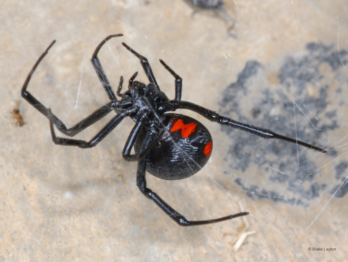 Close up of a black spider with red on the underside.