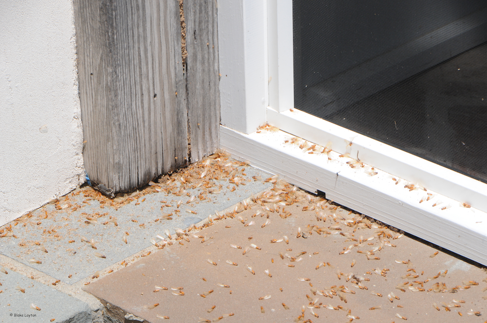 Hundreds of dead orange/brown winged termites on concrete outside of a door.