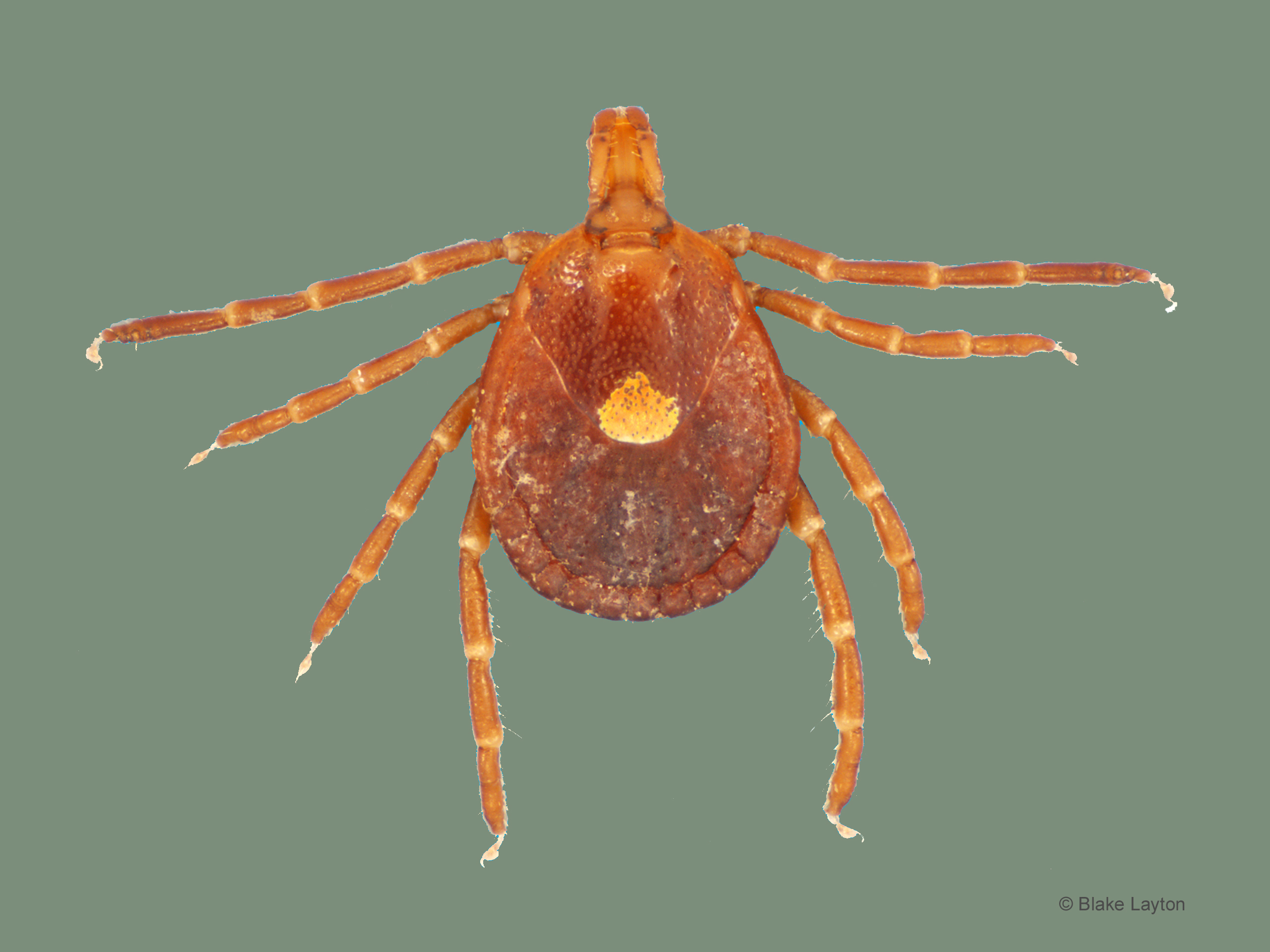 Close up of brown tick with 8 legs.