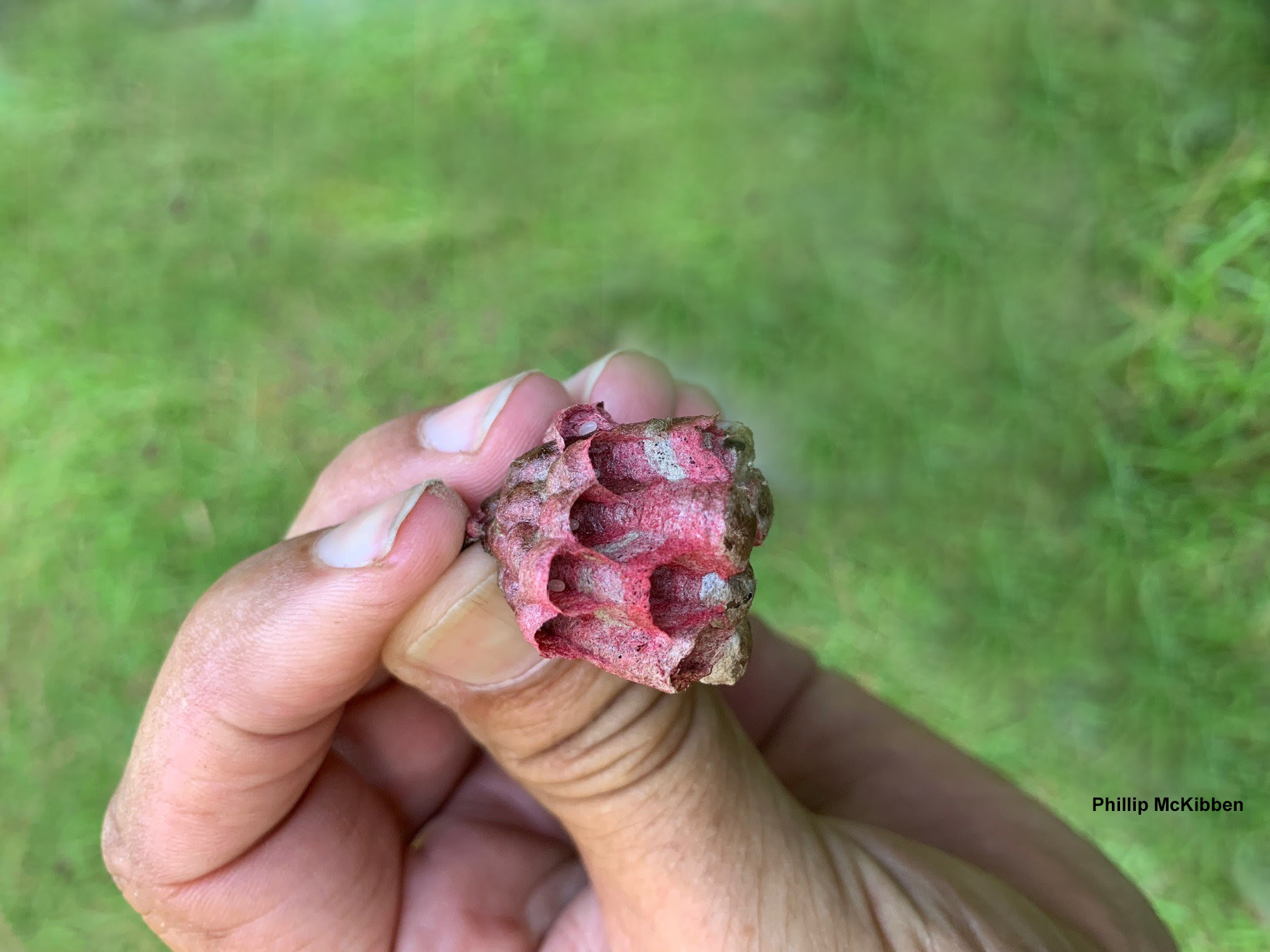 A hand holds a red piece of a wasp nest. 