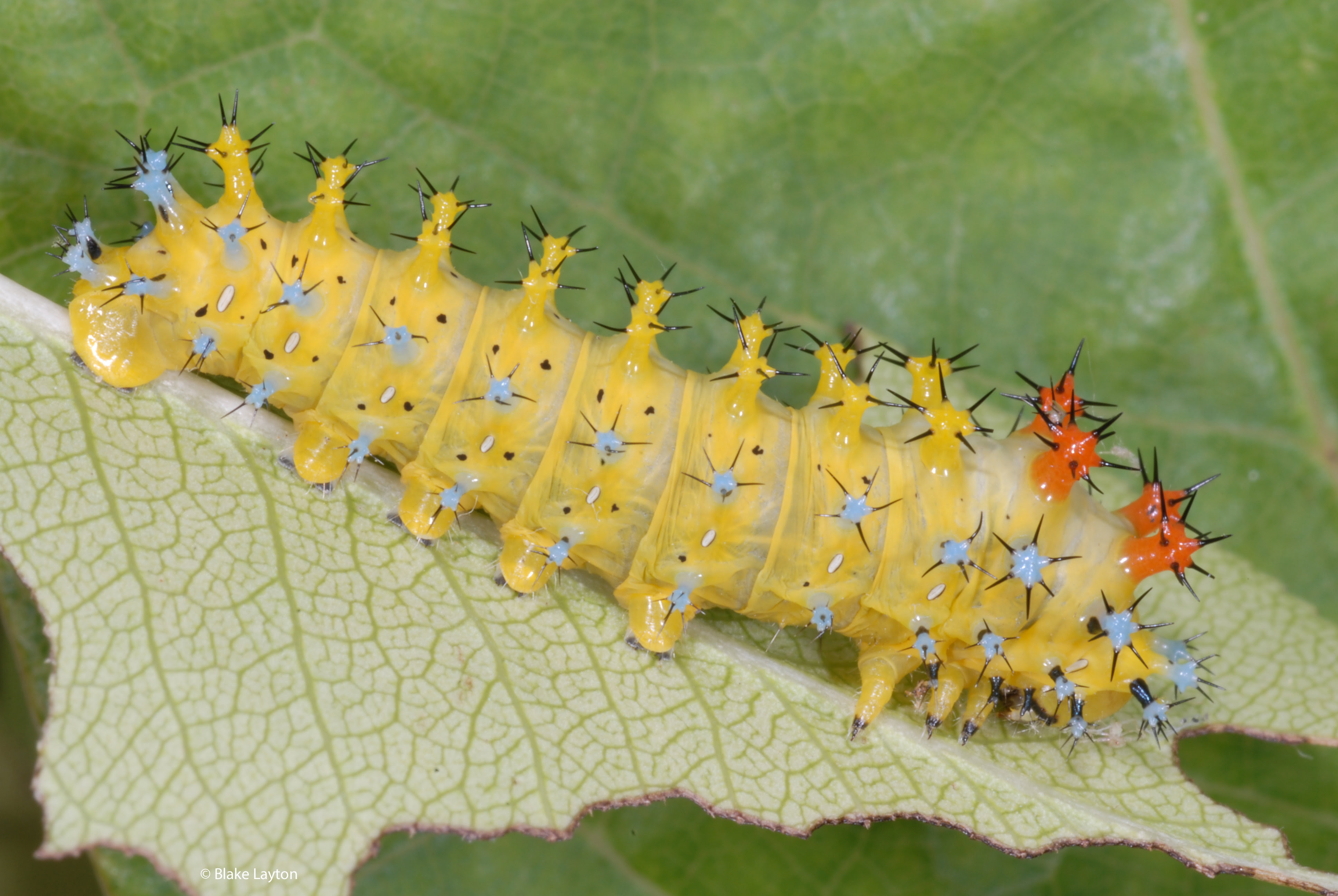 Light yellow caterpillar with light blue and orange areas covered in black spikes.