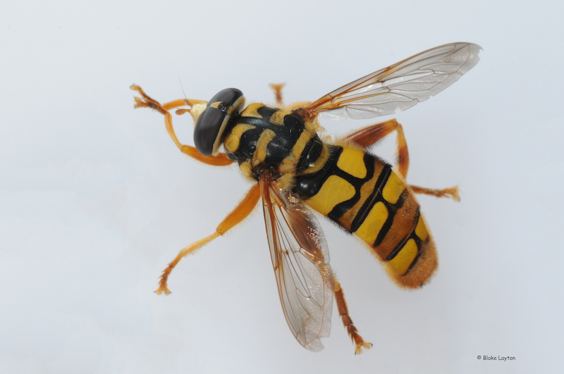Close-up of a large black and yellow wasp-like fly.