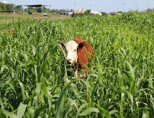 Brown cow with white head in tall grassy field.