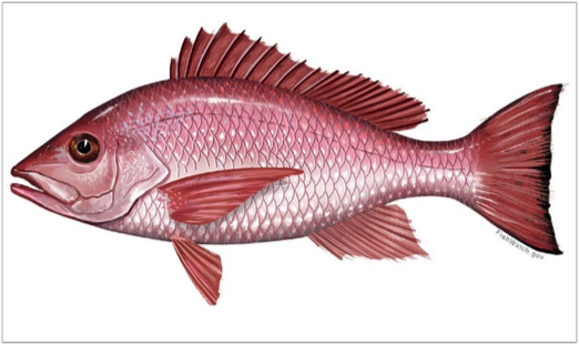 Drawing of a red snapper