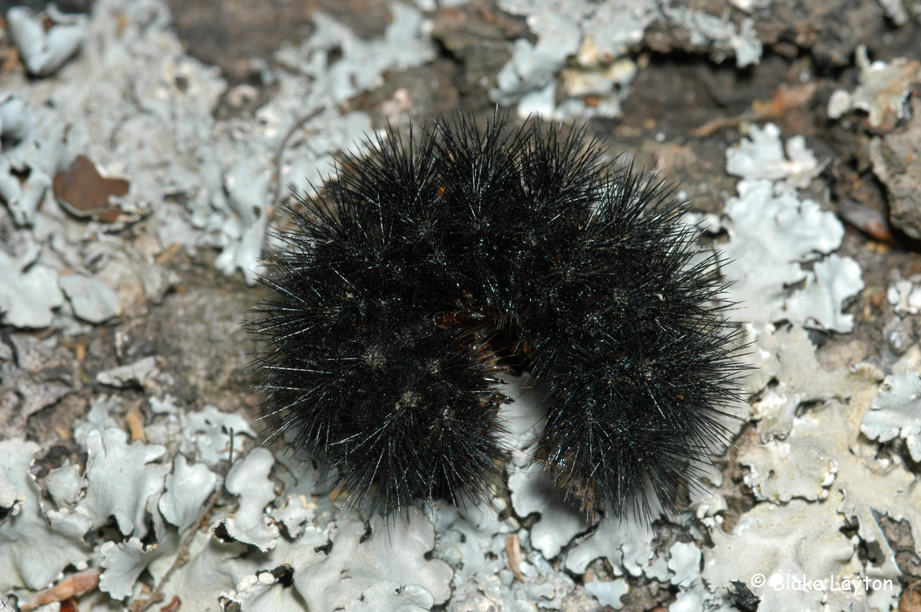 fuzzy black caterpillar