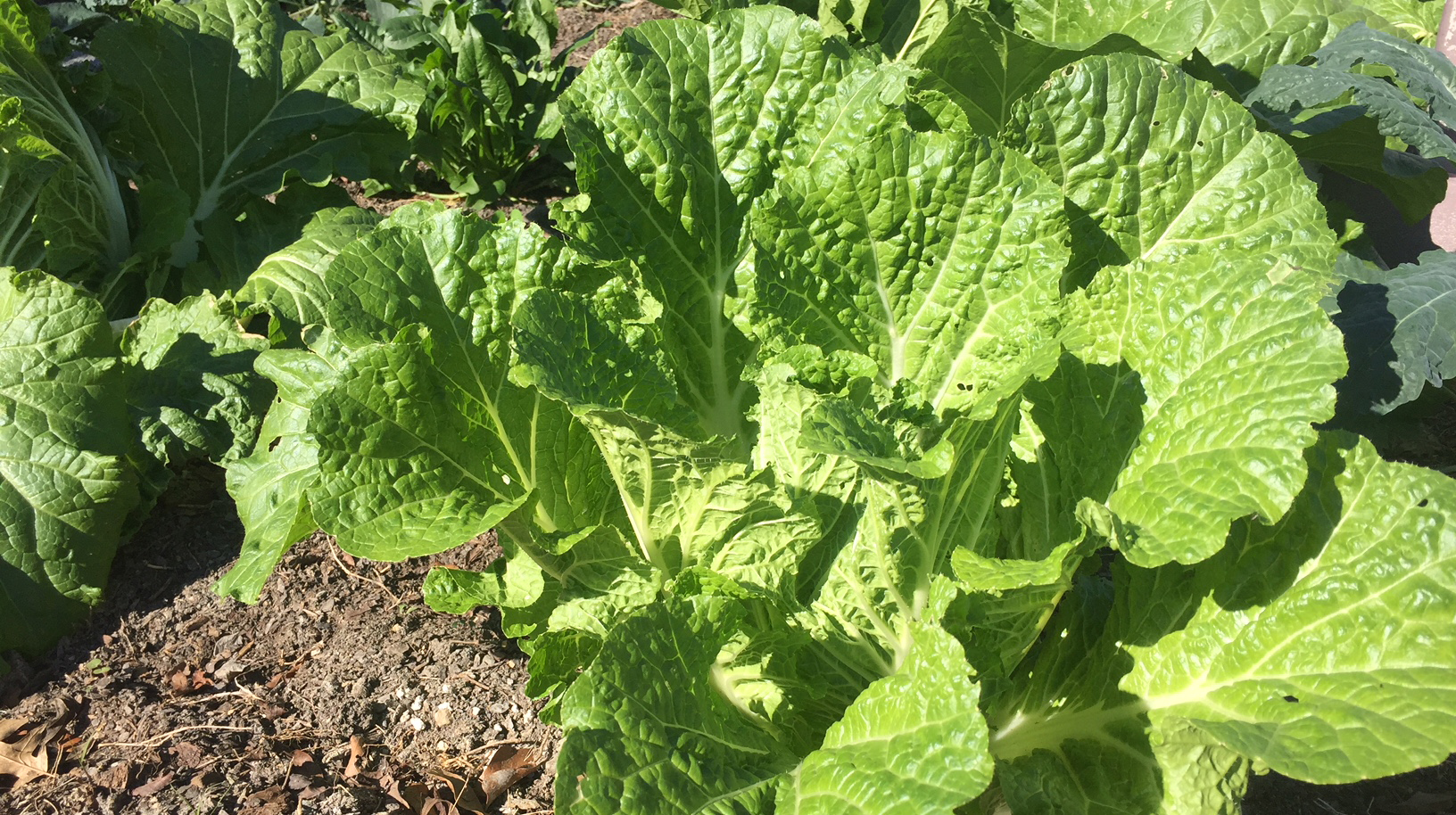 Close-up image of light green colored mustard plant.