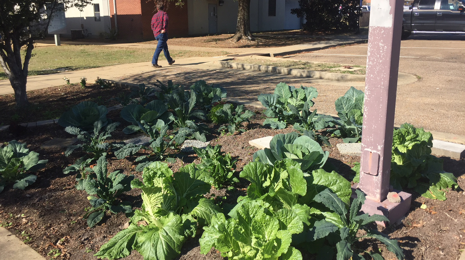 Cabbages, kale, and mustard greens grow in a landscape bed on the MSU campus. 