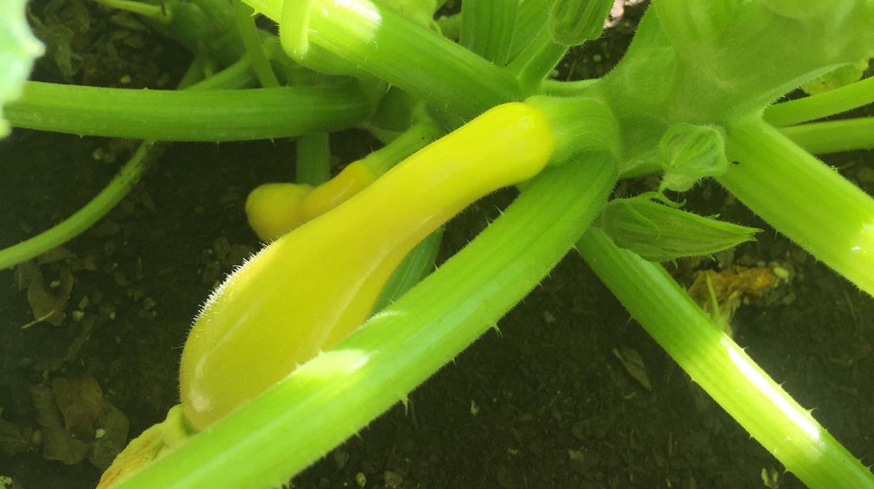 Yellow summer squash growing on plant. 
