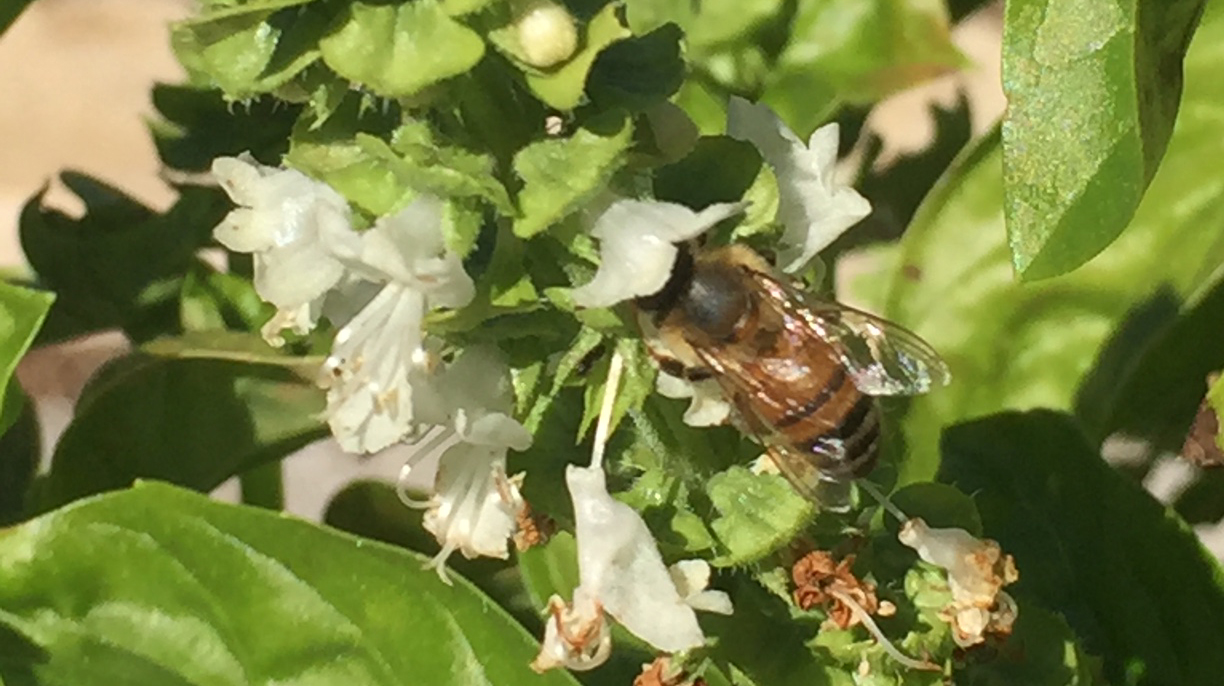 A honey bee forages on basil blooms. 