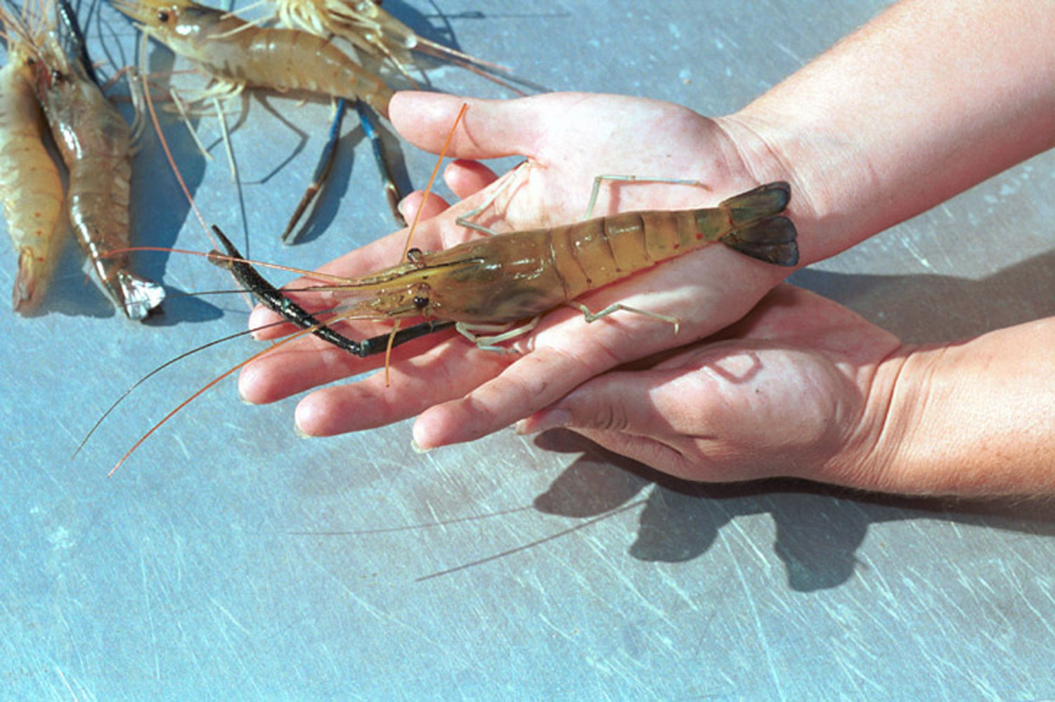 State prawn harvest appears good in 2002