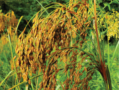 Clusters of brown, oval-shaped flowers at the top of a green bulrush grass stalk.