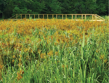 A overgrown area of tall, green bulrush grass with clusters of brown flowers.