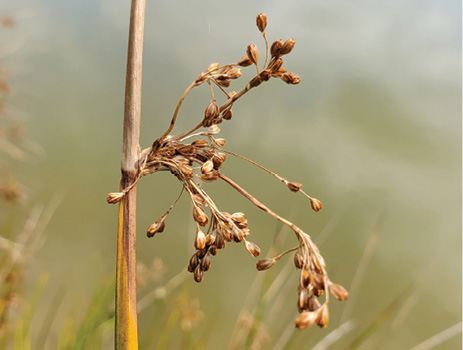 A tall grass stem with a browning tip and a cluster of small, brown flowers on one side of the stem.
