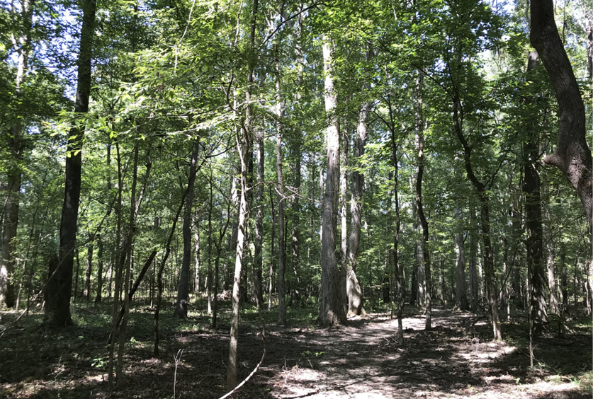 A forested area with large and small trees of various species.